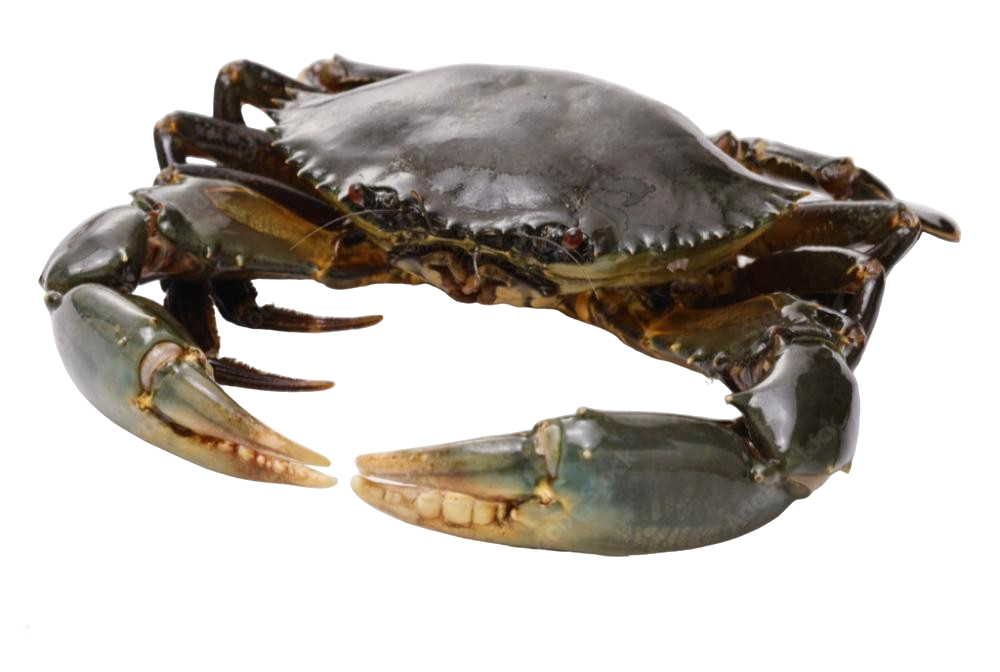 MUD CRAB